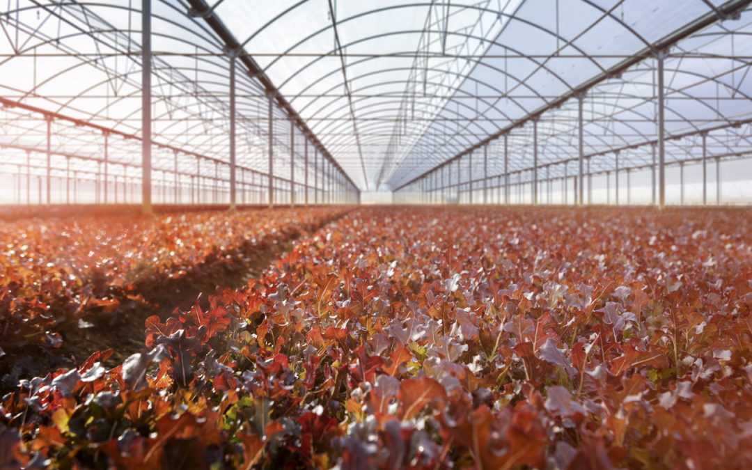 L’empresa Florette ja pot construir la seva nova planta al polígon Catalunya Sud