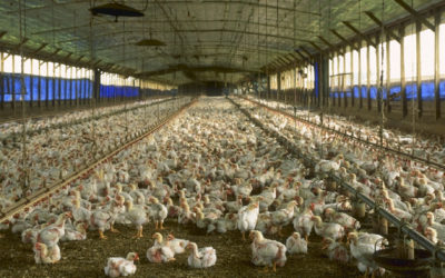 Agricultura destina 1,5M€ per ajudar a la liquiditat de les explotacions agràries afectades per la covid-19