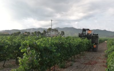 La DO Catalunya preveu una verema de bona qualitat però de menys producció