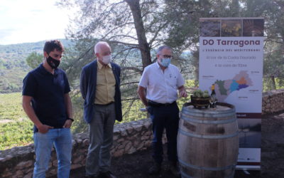 L’INCAVI estudia estratègies d’adaptació al canvi climàtic de la varietat Macabeu a la DO Tarragona