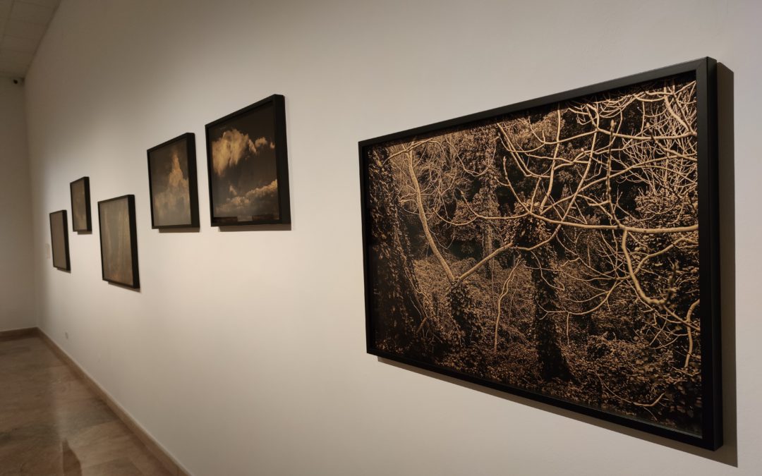 ‘Fotos de natura sobre fons d’or’, nova exposició del Museu d’Art Modern de la Diputació de Tarragona