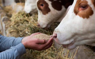 ASFAC impulsa el projecte ‘Tractor ‘, per a la transformació digital i millores tecnològiques en el sector agroalimentari