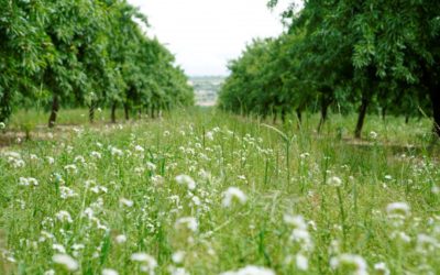 Borges reforça la seva aposta per la biodiversitat en l’entorn agrari