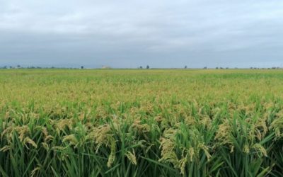 La producció d’arròs al Delta superarà els 130 milions de quilos per tercer any