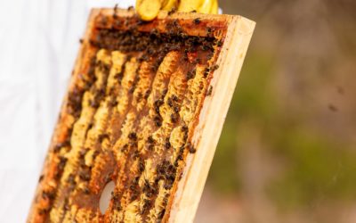 Els apicultors de l’Ebre preveuen pèrdues del 50 % en la producció anual de mel