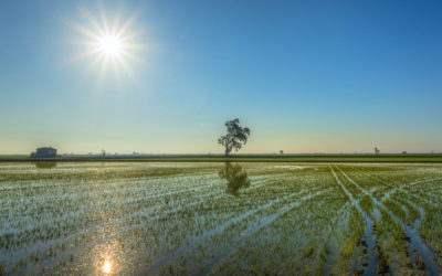 El conreu de l’arròs al delta de l’Ebre, en perill