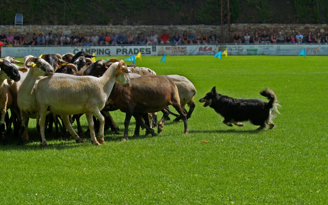Torna el Concurs Internacional de Gossos d’Atura a Prades
