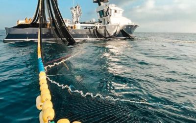 Balfegó inicia la campanya de pesca de tonyina vermella aquest divendres generant 300 ocupacions directes
