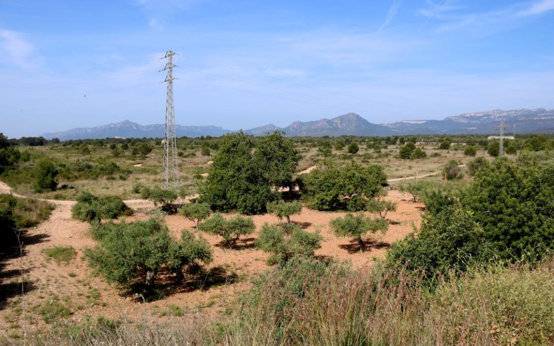 Mont-roig del Camp desestima les al·legacions a la modificació del POUM que permet l’arribada de Lotte