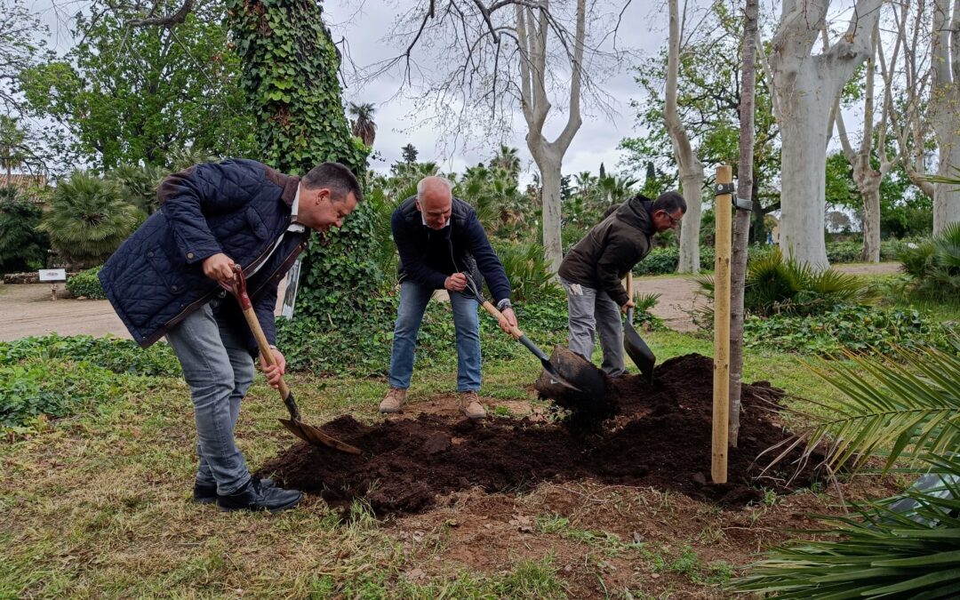 El Parc Samà de Cambrils impulsa la renovació del seu patrimoni vegetal sense alterar-ne l’essència romàntica